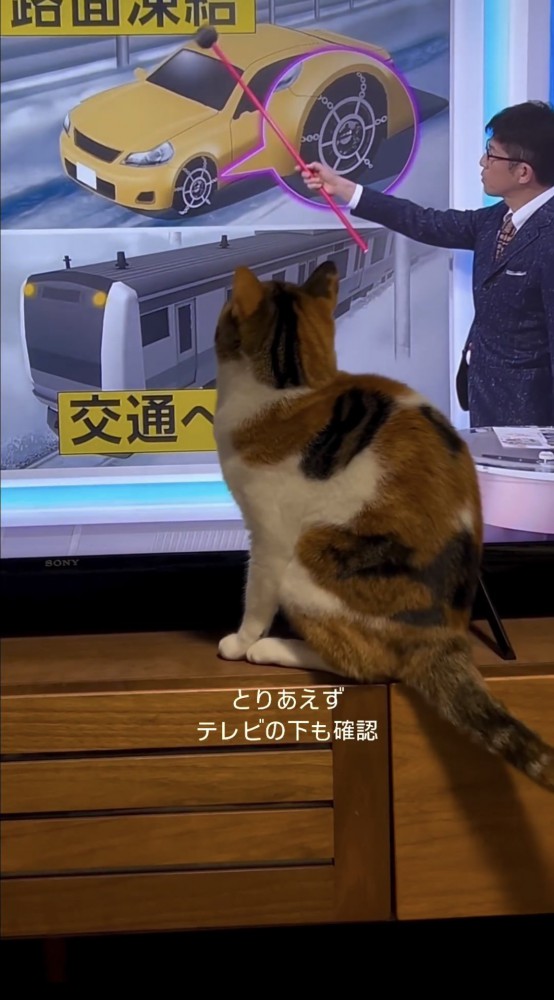 テレビを見る猫