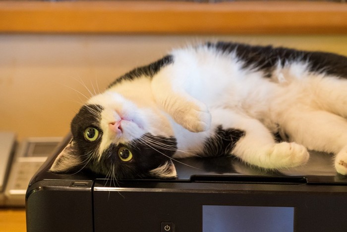 寝転ぶ猫