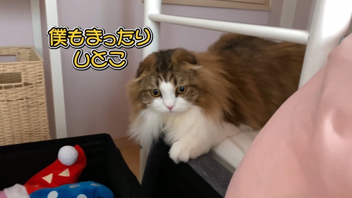 座っている猫