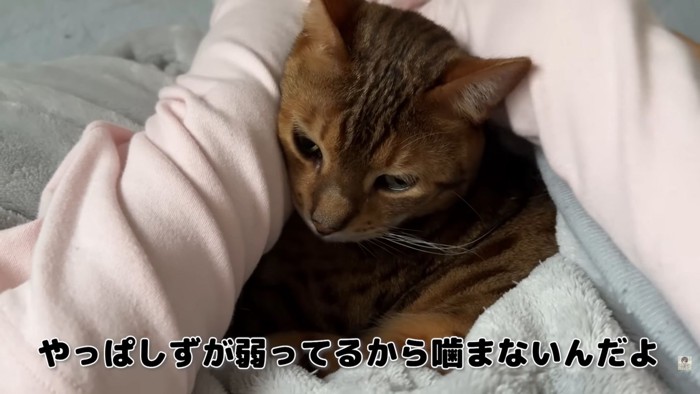 テロップ「やっぱしずが弱ってるから~」