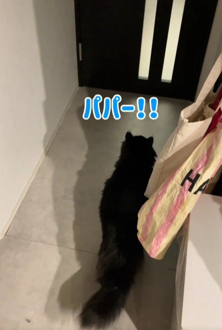 ドアに向かって鳴く黒猫