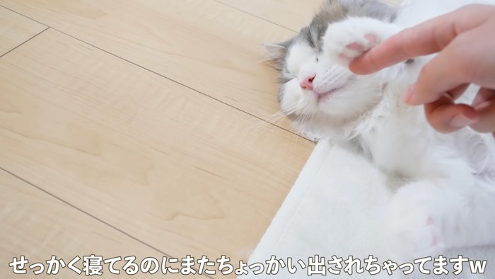 起きない猫