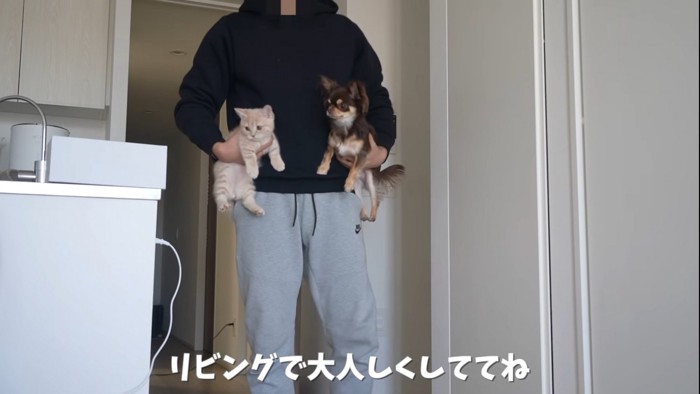 抱えられる犬と猫%％仕事が終わってから遊ぼうね