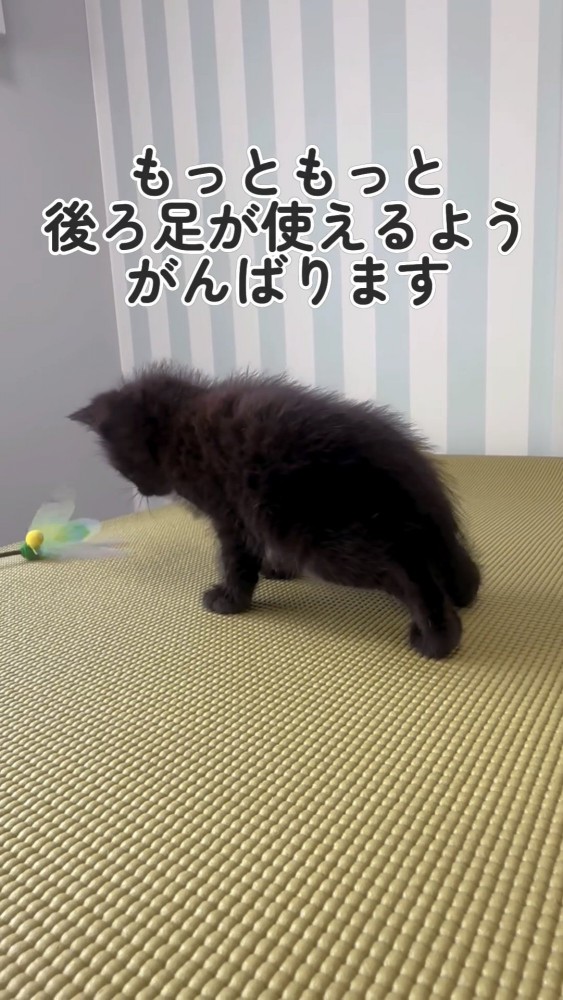 おもちゃで遊ぶ黒猫