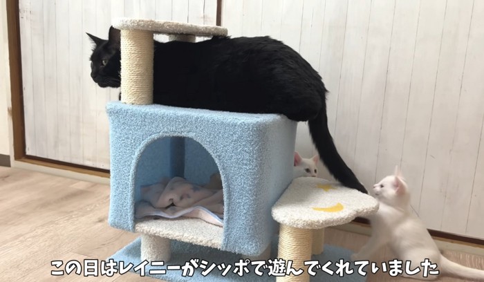 成猫のしっぽで遊ぶ子猫