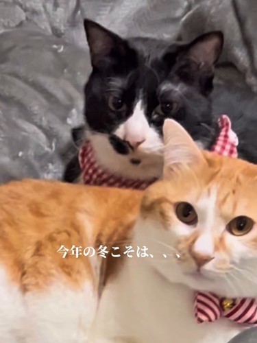 白黒と茶白の2匹の猫