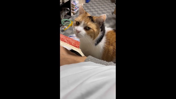 上目遣いのミケ