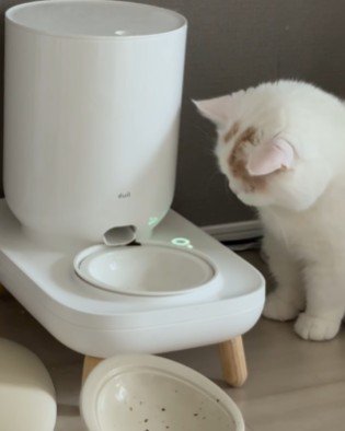 自動給餌器の前で悩む猫