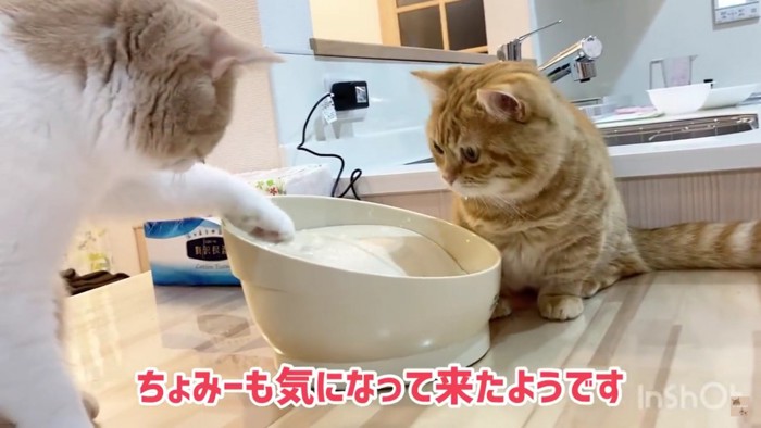 手を出す猫