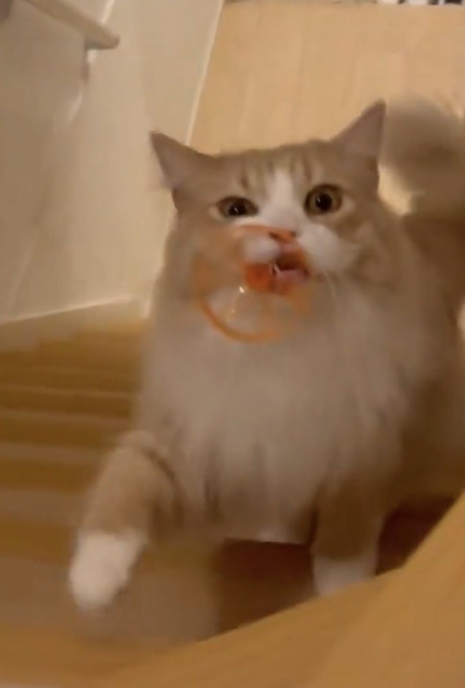 おもちゃをくわえたまま階段を上る猫