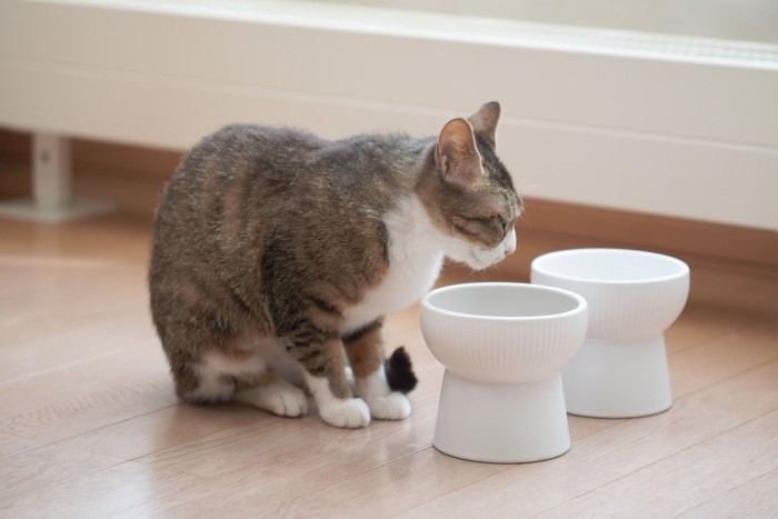 食器の前にいる猫