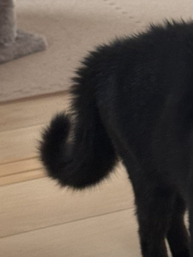 黒猫の尻尾が逆立って太くなっている様子