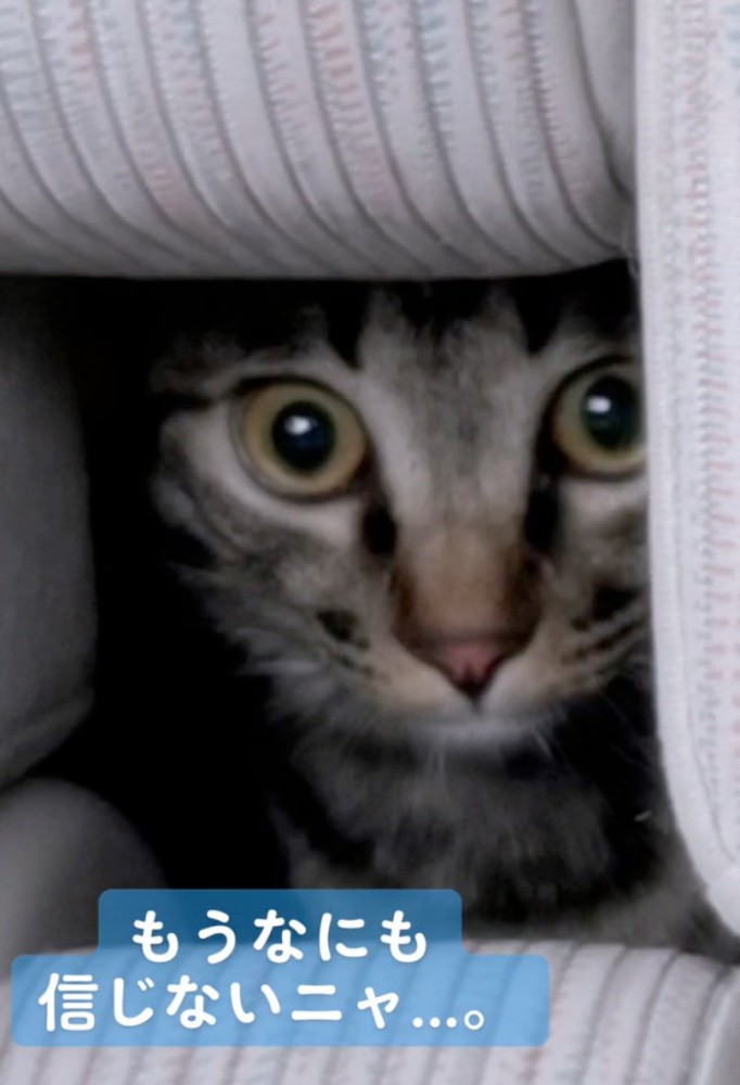 何も信じられなくなった猫