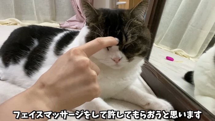 頭を人の指でなでられる猫