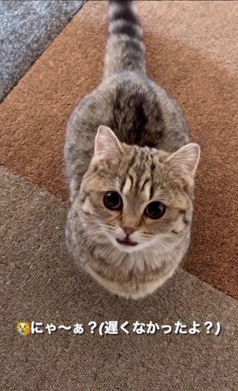 鳴いている猫
