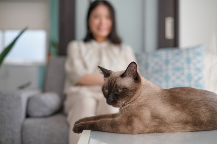 見られて嫌そうな猫