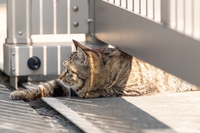 隙間を通る猫