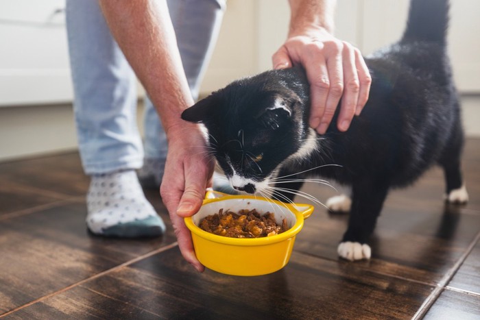 白黒猫とご飯