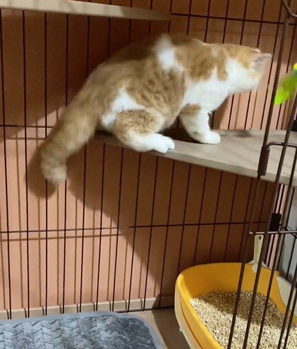 棚の上に着いた猫