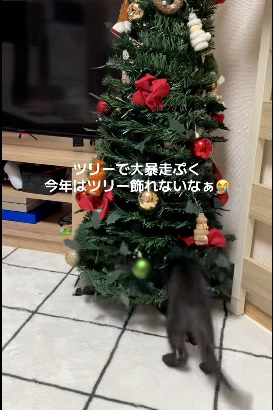 クリスマスツリーで遊ぶ子猫