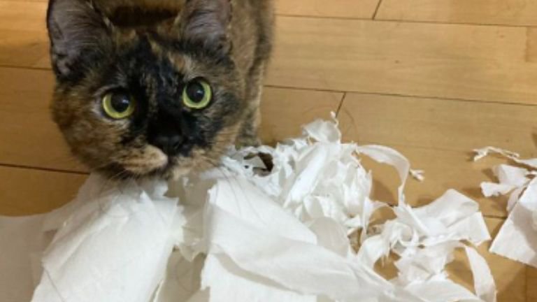 室内にいる猫