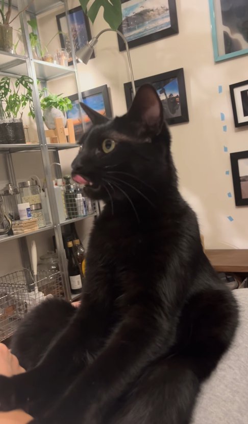 口の周りを舐めながら飼い主を見上げる猫の横顔