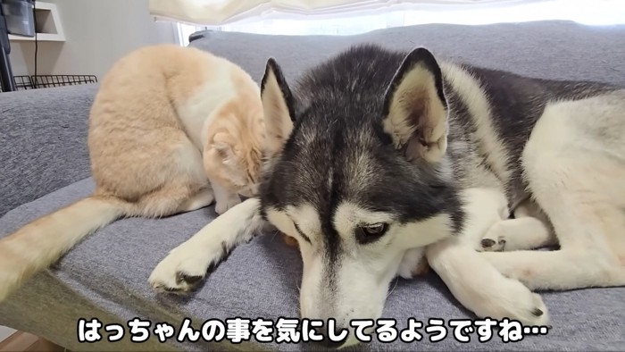 犬さんのにおいを嗅ぐ猫さん