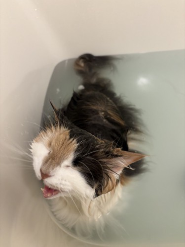 大きく鳴いて訴える浴槽の中の猫