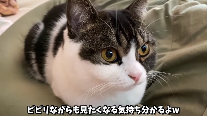 クッションに座る立ち耳の猫