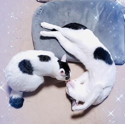 仲良く眠る2匹の白黒猫