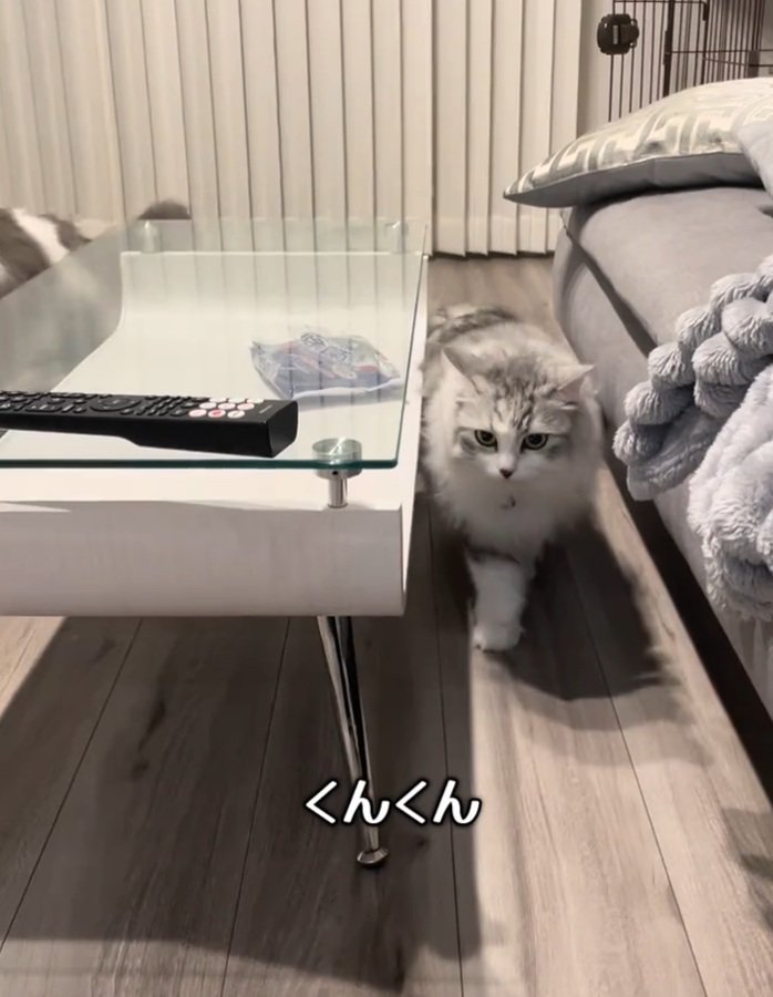 歩き出す猫