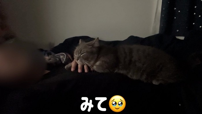 手を繋ぐ猫