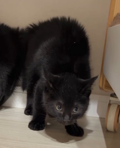 毛を逆立てて上目遣いに周囲を警戒する右側の黒い子猫
