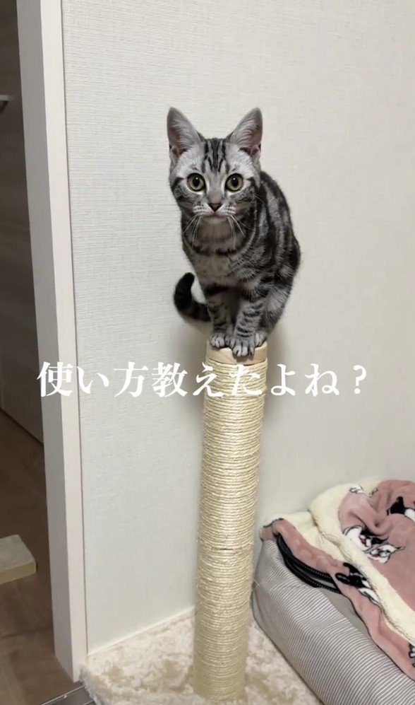爪とぎにのるぺぺちゃん