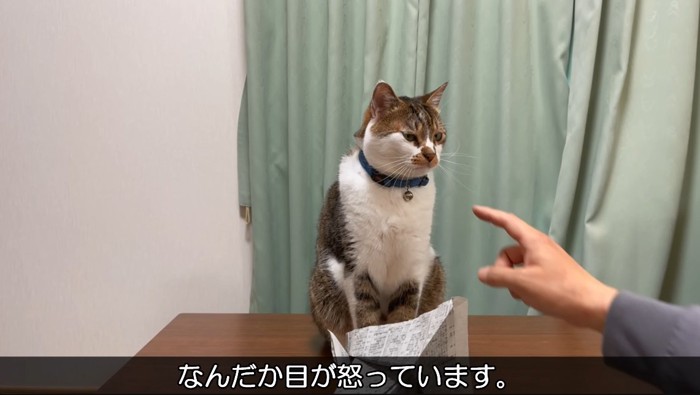 少し目が怒っている猫