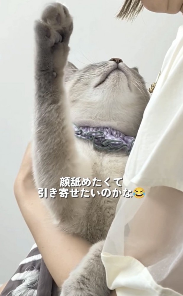 飼い主さんの顔に手を伸ばすシャムトラ猫