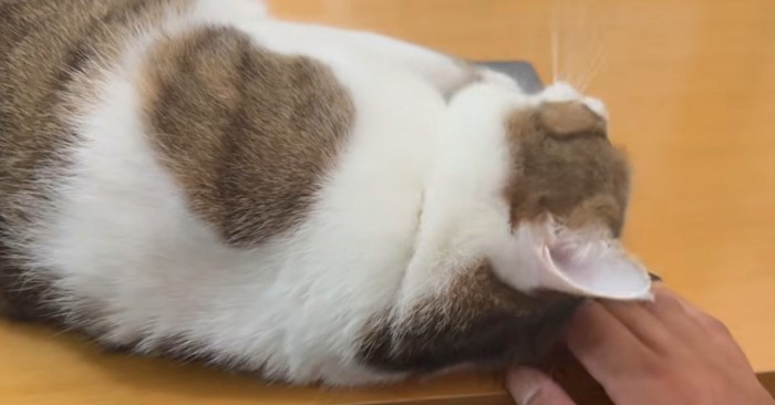 PC上で転がる猫