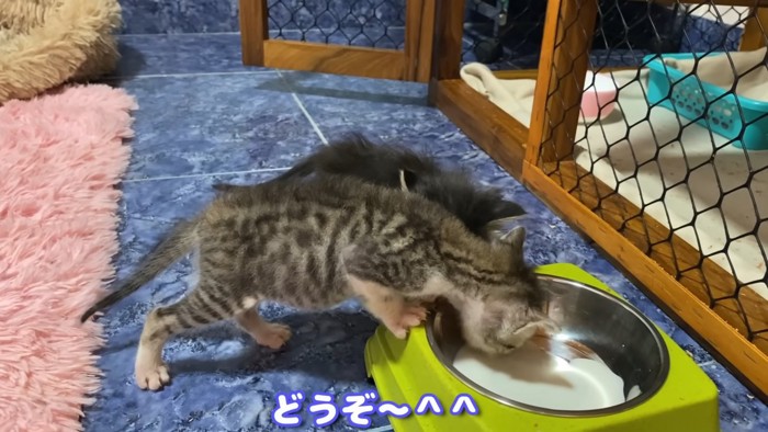 みるくを飲む子猫