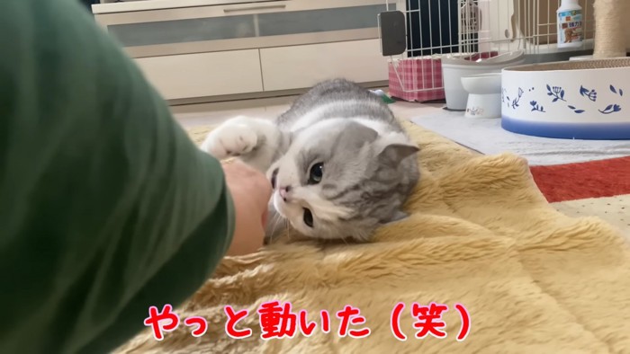 人の手を捕まえる猫