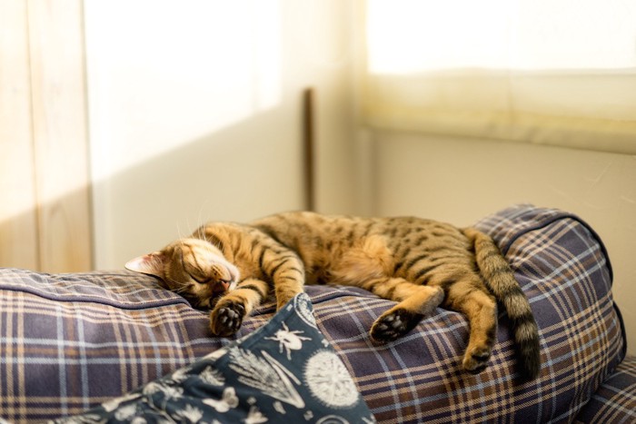 ベットでお昼寝する猫