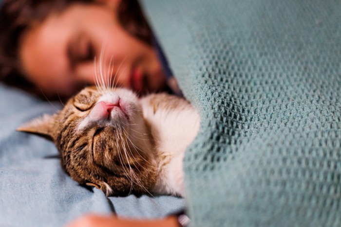 飼い主さんの隣で安心して眠る猫