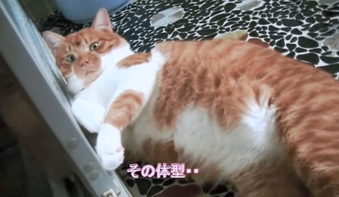 すっかり大きくなった猫さん