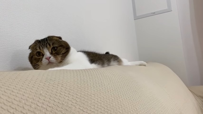 ソファの背もたれで寝転ぶ猫