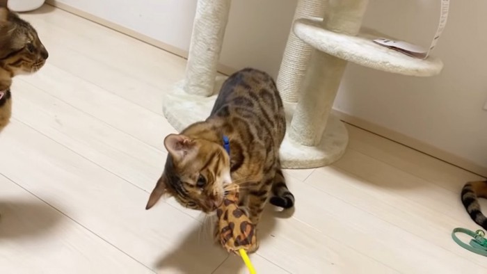 おもちゃを噛む猫