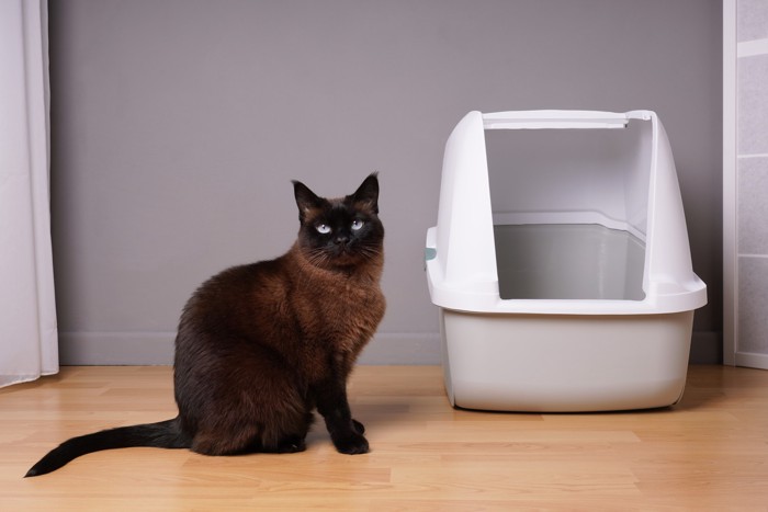 トイレのそばに座っている猫