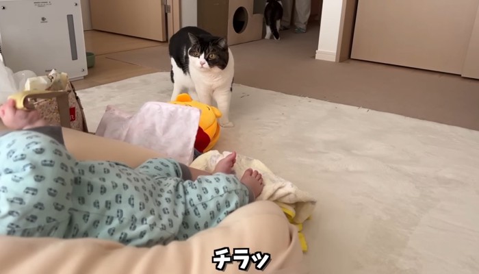 赤ちゃんを見ている白黒猫