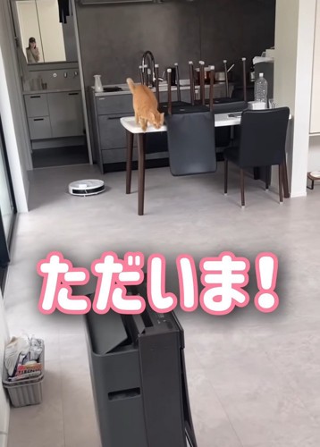 テーブルから下りる猫