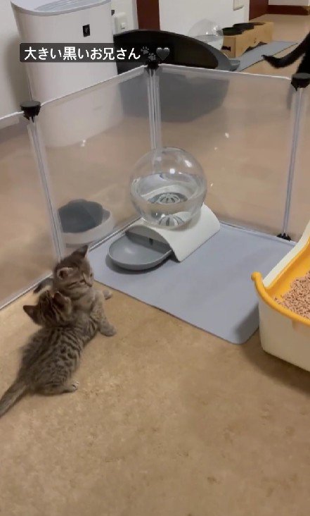 抱き合う2匹の子猫