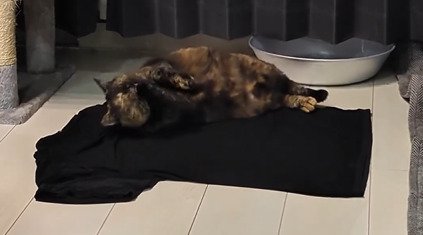 Tシャツの上で横になるうにちゃん