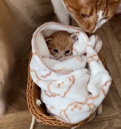 ちまちゃんを見守る猫さん